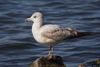 Goland  bec cercle (Ring-billed Gull)