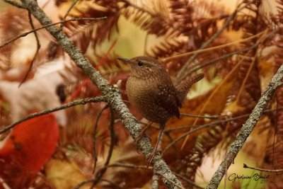 Troglodyte des frets (Winter Wren)