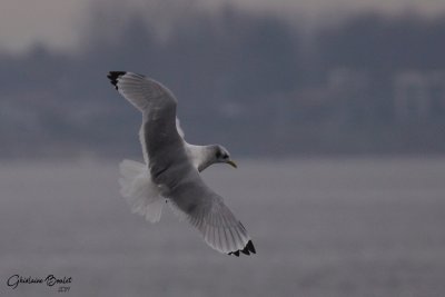 Mouette tridactyle (Black-legged Kittiwake)