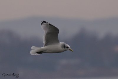 Mouette tridactyle (Black-legged Kittiwake)