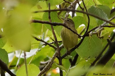 Paruline verdâtre (Orange-crowned Warbler)