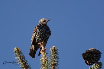 Étourneau sansonnet (European Starling)