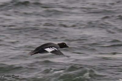 Garrot a oeil d'or (Common Goldeneye)