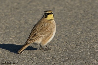 Alouette hausse-col (Horned Lark)