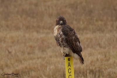Buse à queue rousse (Red-tailed Hawk)