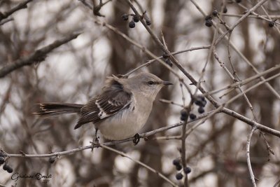 Moqueur polyglotte (Northern Mockingbird)