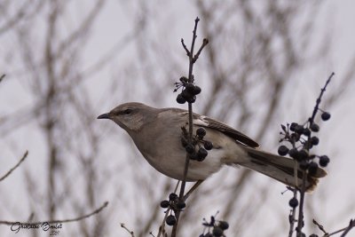 Moqueur polyglotte (Northern Mockingbird)