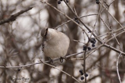 Moqueur polyglotte (Northern Mockingbird)