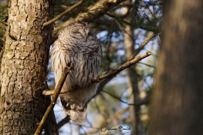 Chouette raye (Barred Owl)