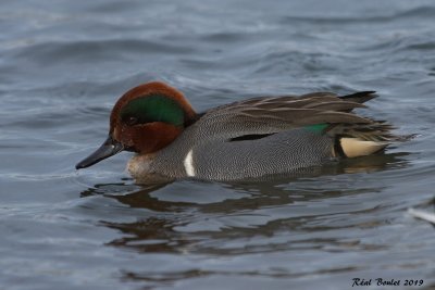 Sarcelle d'hiver (Green-winged Teal)