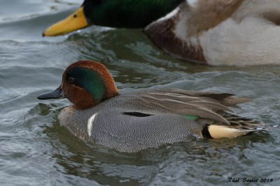Sarcelle d'hiver (Green-winged Teal)