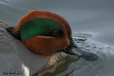 Sarcelle d'hiver (Green-winged Teal)