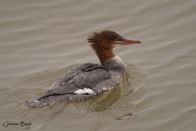 Grand Harle (Common Merganser)