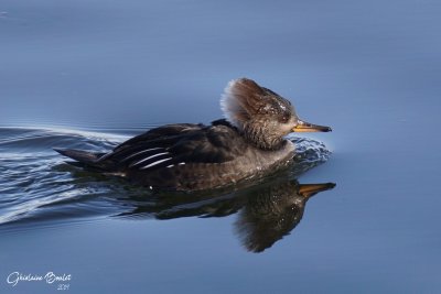 Harle couronn (Hooded Merganser)