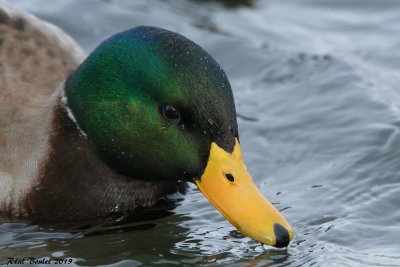 Canard colvert (Mallard)