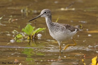Grand Chevalier (Greater Yellowlegs)