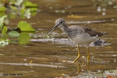 Grand Chevalier (Greater Yellowlegs)