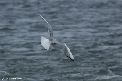 Mouette de Bonaparte (Bonaparte's Gull)