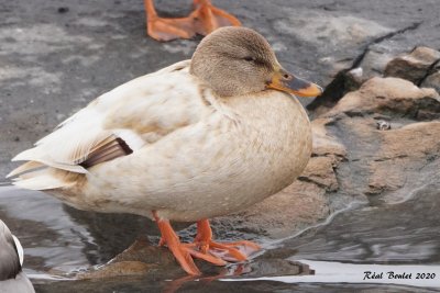 Canard colvert (Mallard)