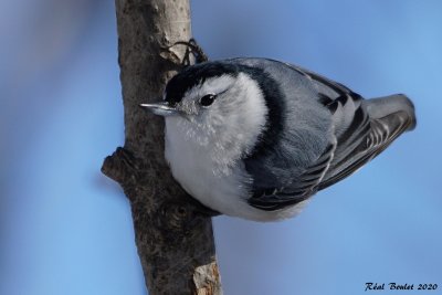 Sittelle  poitrine blanche (White-breasted Nuthatch)