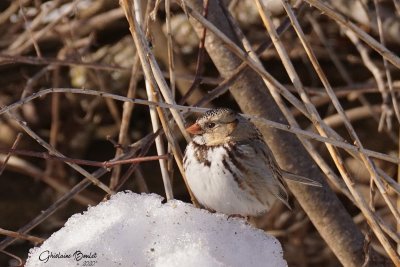 Bruant  face noire (Harris's Sparrow)