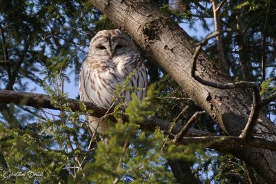 Chouette raye (Barred Owl)