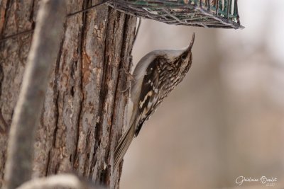 Grimpereau brun (Brown Creeper)