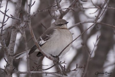 Moqueur polyglotte (Northern Mockingbird)