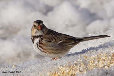 Bruant  face noire (Harris's Sparrow)