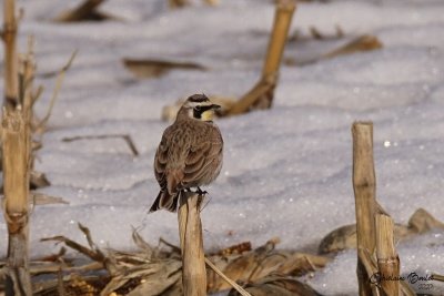 Alouette hausse-col (Horned Lark)