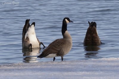 Bernache du Canada (Canada Goose)