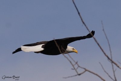 Pygargue  tte blanche (Bald Eagle)