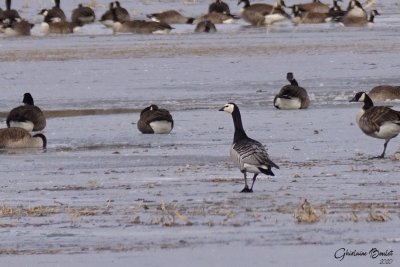 Bernache nonnette (Barnacle Goose)