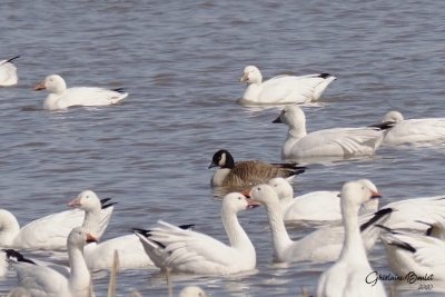 Bernache de Hutchins (Cackling Goose)