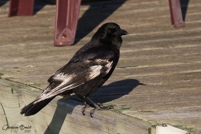 Corneille d'Amrique (American Crow)