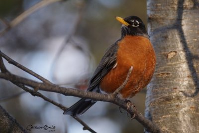 Merle d'Amrique (American Robin)