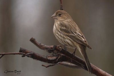 Roselin familier (House Finch)