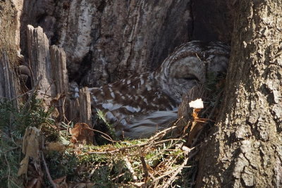 Chouette raye (Barred Owl)