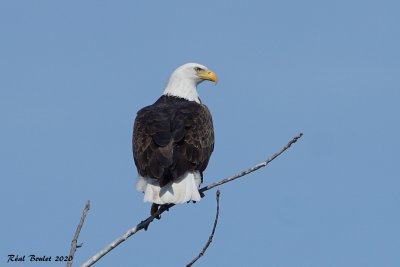 Pygargue  tte blanche (Bald Eagle)