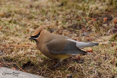 Jaseur d'Amrique (Cedar Waxwing)