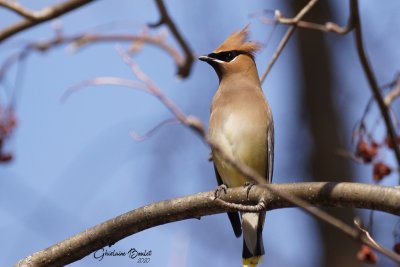 Jaseur d'Amrique (Cedar Waxwing)