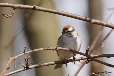 Bruant familier (Chipping Sparrow)