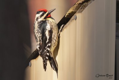 Pic maculé (Yellow-bellied Sapsucker)
