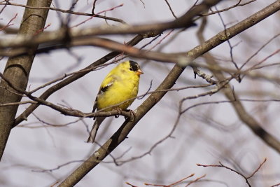 Chardonneret jaune (American Goldfinch)