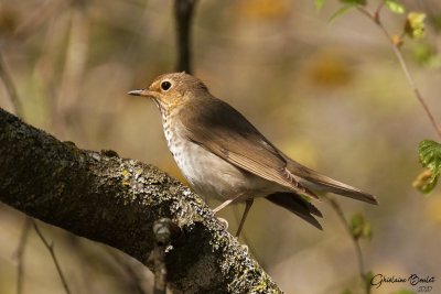 Grive  dos olive (Swainson's Thrush)