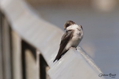 Hirondelle bicolore (Tree Swallow)