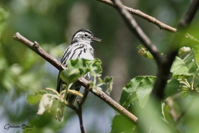 Paruline noir et blanc (Black-and-white Warbler)