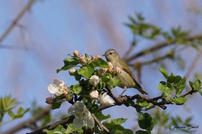 Paruline obscure (Tennessee Warbler)