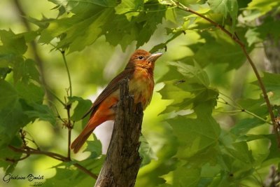 Piranga vermillon (Summer Tanager)