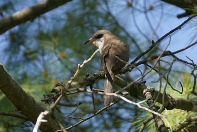 Coulicou  bec jaune (Yellow-billed Cuckoo)